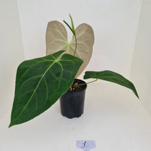 Load image into Gallery viewer, #1 Large Anthurium hybrid - Flowering maturity