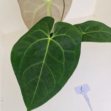 Load image into Gallery viewer, #1 Large Anthurium hybrid - Flowering maturity