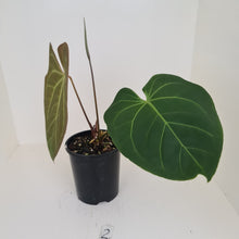 Load image into Gallery viewer, #2 Large Anthurium hybrid - Flowering maturity
