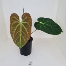 Load image into Gallery viewer, #2 Large Anthurium hybrid - Flowering maturity