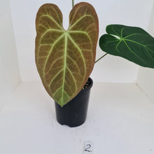 Load image into Gallery viewer, #2 Large Anthurium hybrid - Flowering maturity