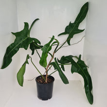 Load image into Gallery viewer, Large Philodendron Jerry Horne