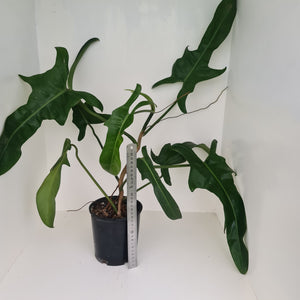 Large Philodendron Jerry Horne