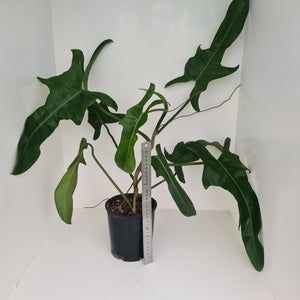 Large Philodendron Jerry Horne