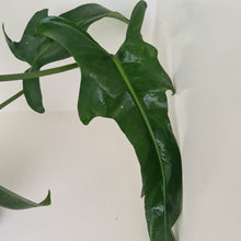 Load image into Gallery viewer, Large Philodendron Jerry Horne