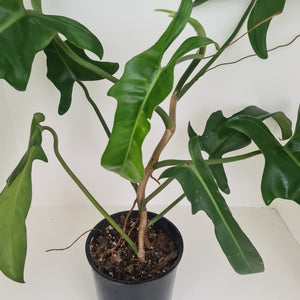 Large Philodendron Jerry Horne