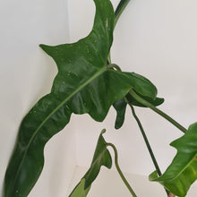 Load image into Gallery viewer, Large Philodendron Jerry Horne