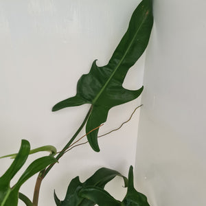 Large Philodendron Jerry Horne