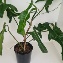 Load image into Gallery viewer, Large Philodendron Jerry Horne