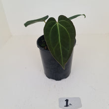 Load image into Gallery viewer, #1 Anthurium Papillilaminum Hybrid x - (Complex hybrid)