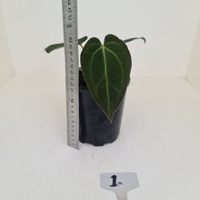 Load image into Gallery viewer, #1 Anthurium Papillilaminum Hybrid x - (Complex hybrid)