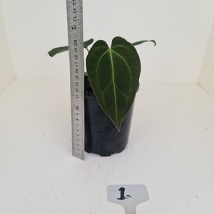 #1 Anthurium Papillilaminum Hybrid x - (Complex hybrid)