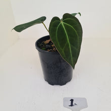 Load image into Gallery viewer, #1 Anthurium Papillilaminum Hybrid x - (Complex hybrid)