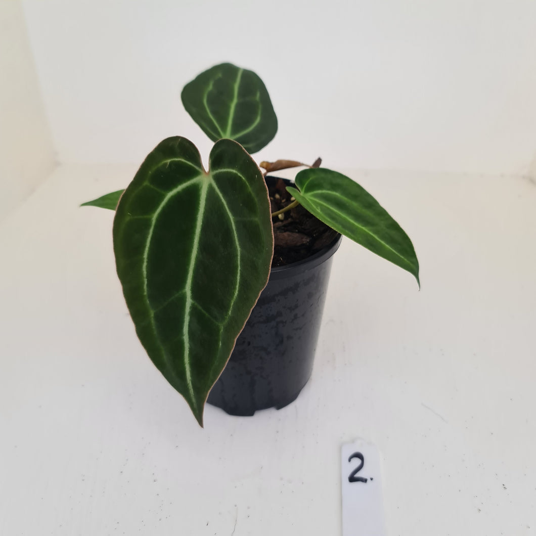 #2 Anthurium Papillilaminum Hybrid x - (Complex hybrid)