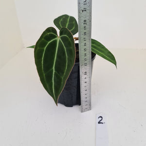 #2 Anthurium Papillilaminum Hybrid x - (Complex hybrid)
