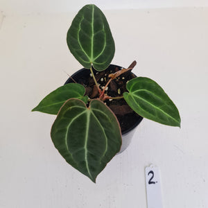 #2 Anthurium Papillilaminum Hybrid x - (Complex hybrid)