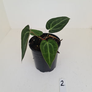 #2 Anthurium Papillilaminum Hybrid x - (Complex hybrid)