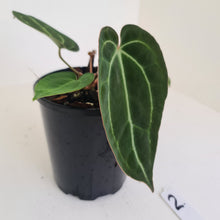 Load image into Gallery viewer, #2 Anthurium Papillilaminum Hybrid x - (Complex hybrid)