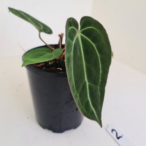 #2 Anthurium Papillilaminum Hybrid x - (Complex hybrid)