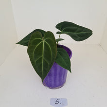 Load image into Gallery viewer, #5 Anthurium Papillilaminum Hybrid x - (Complex hybrid)
