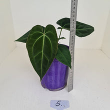 Load image into Gallery viewer, #5 Anthurium Papillilaminum Hybrid x - (Complex hybrid)