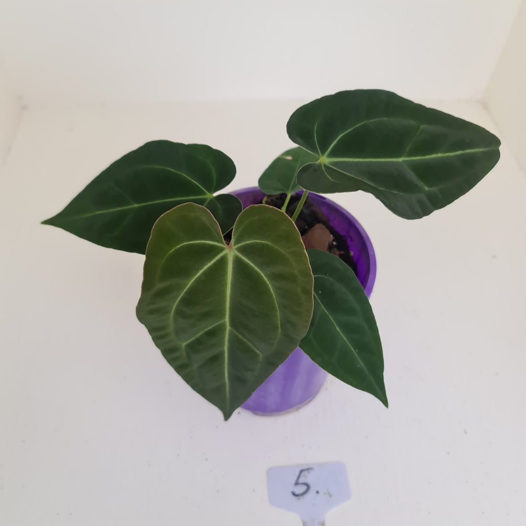 #5 Anthurium Papillilaminum Hybrid x - (Complex hybrid)