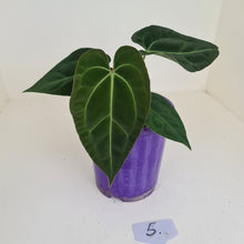 Load image into Gallery viewer, #5 Anthurium Papillilaminum Hybrid x - (Complex hybrid)