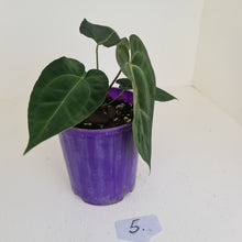 Load image into Gallery viewer, #5 Anthurium Papillilaminum Hybrid x - (Complex hybrid)