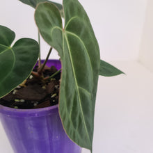 Load image into Gallery viewer, #5 Anthurium Papillilaminum Hybrid x - (Complex hybrid)