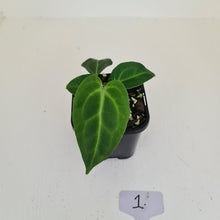 Load image into Gallery viewer, #1 Anthurium Magnificum Hybrid x - Seedling