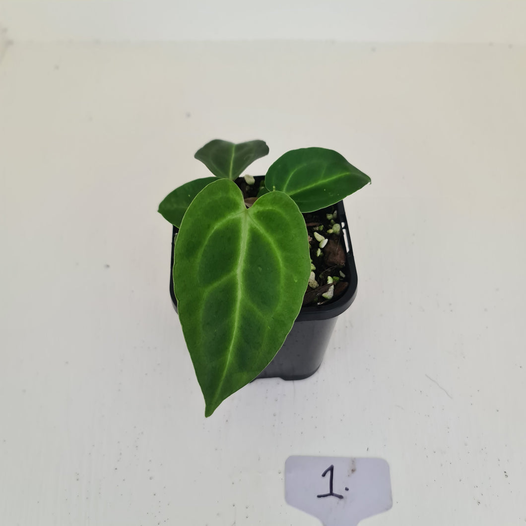 #1 Anthurium Magnificum Hybrid x - Seedling