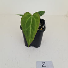 Load image into Gallery viewer, #2 Anthurium Magnificum Hybrid x - Seedling