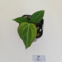 Load image into Gallery viewer, #2 Anthurium Magnificum Hybrid x - Seedling