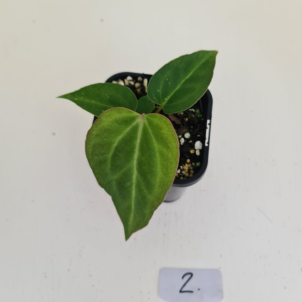 #2 Anthurium Magnificum Hybrid x - Seedling