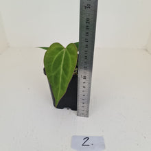 Load image into Gallery viewer, #2 Anthurium Magnificum Hybrid x - Seedling