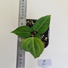 Load image into Gallery viewer, #2 Anthurium Magnificum Hybrid x - Seedling