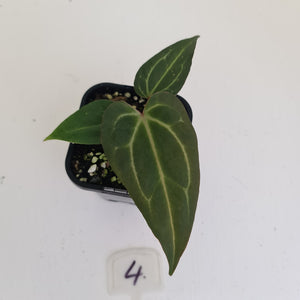 #4 Anthurium Magnificum Hybrid x - Seedling