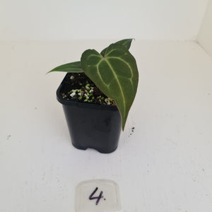 #4 Anthurium Magnificum Hybrid x - Seedling
