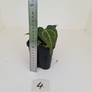 #4 Anthurium Magnificum Hybrid x - Seedling