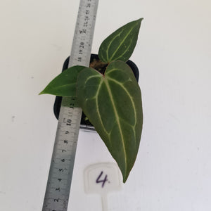 #4 Anthurium Magnificum Hybrid x - Seedling