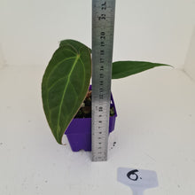 Load image into Gallery viewer, #6 Anthurium Magnificum Hybrid x - Seedling