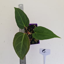 Load image into Gallery viewer, #6 Anthurium Magnificum Hybrid x - Seedling