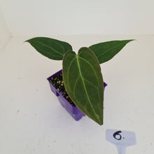 Load image into Gallery viewer, #6 Anthurium Magnificum Hybrid x - Seedling