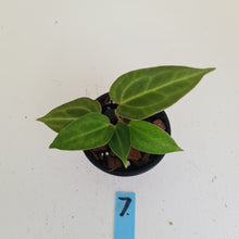 Load image into Gallery viewer, #7 Anthurium Magnificum Hybrid x - Seedling - 2 x heads