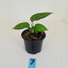 Load image into Gallery viewer, #7 Anthurium Magnificum Hybrid x - Seedling - 2 x heads