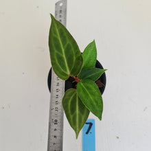 Load image into Gallery viewer, #7 Anthurium Magnificum Hybrid x - Seedling - 2 x heads