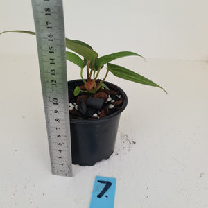 #7 Anthurium Magnificum Hybrid x - Seedling - 2 x heads