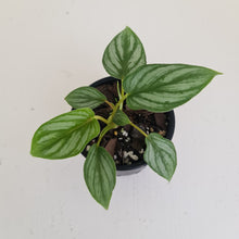 Load image into Gallery viewer, Philodendron Mamei - 2 x heads - Rooted/Shot cutting