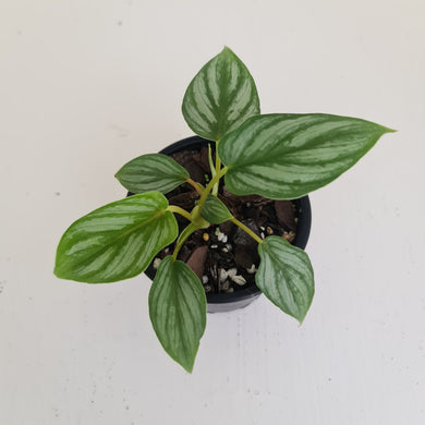 Philodendron Mamei - 2 x heads - Rooted/Shot cutting