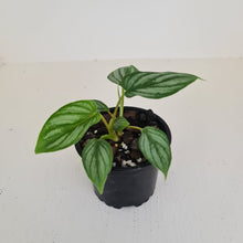 Load image into Gallery viewer, Philodendron Mamei - 2 x heads - Rooted/Shot cutting